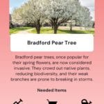 Bright blooming Bradford Pear Tree in landscape view, showcasing invasive plant species.