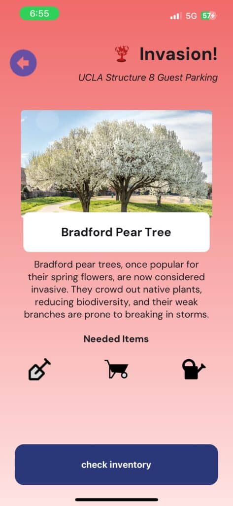 Bright blooming Bradford Pear Tree in landscape view, showcasing invasive plant species.